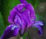 Purple Iris_53408art